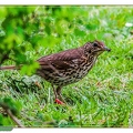 Pipit des arbres-||<img src=_data/i/upload/2020/06/07/20200607195443-f3c1fb8e-th.jpg>