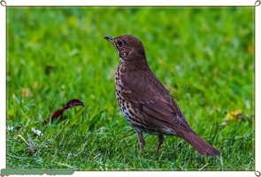 Pipit des arbres--2