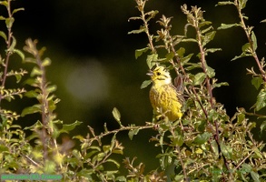 serin cini (8)