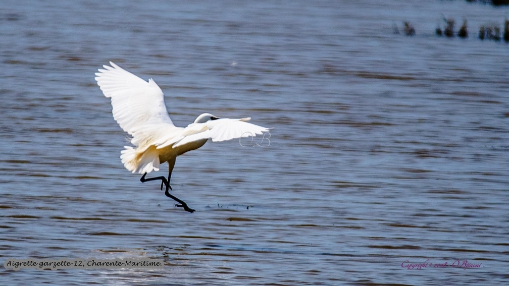 Aigrette garzette-12.jpg