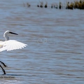 Aigrette garzette-13||<img src=_data/i/upload/2020/07/08/20200708213057-43f712bf-th.jpg>