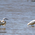 Aigrette garzette-16||<img src=_data/i/upload/2020/07/08/20200708213118-a48432f5-th.jpg>