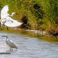 Aigrette garzette-18||<img src=_data/i/upload/2020/07/08/20200708213131-ace5ce44-th.jpg>