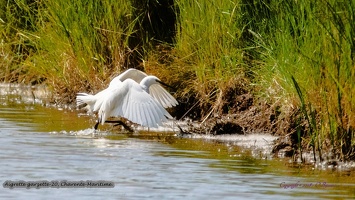 Aigrette garzette-20