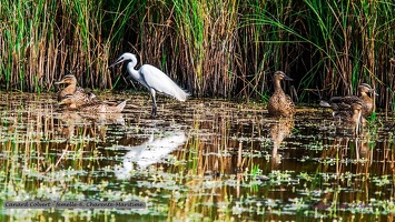 Canard Colvert - femelle-6