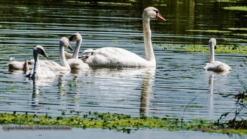 Cygne tuberculé