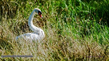 Cygne tuberculé-6