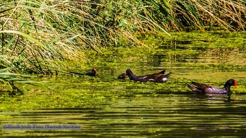 Gallinule poule d'eau