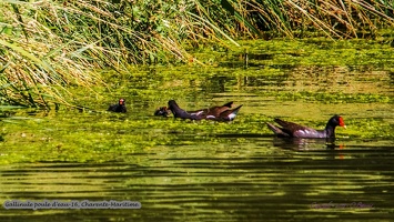 Gallinule poule d'eau-16