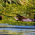 Gallinule poule d'eau-20||<img src=_data/i/upload/2020/07/08/20200708213807-fb81d109-th.jpg>