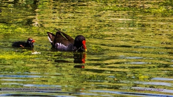 Gallinule poule d'eau-23