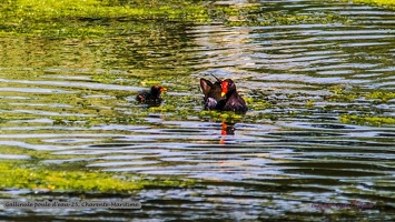 Gallinule poule d'eau-25