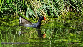 Gallinule poule d'eau-26