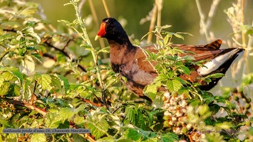 Gallinule poule d'eau-28