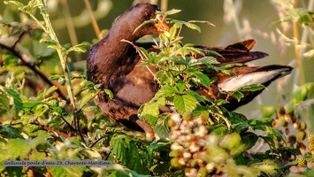 Gallinule poule d'eau-29