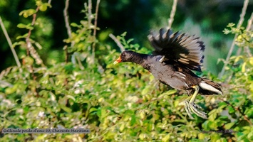 Gallinule poule d'eau-30