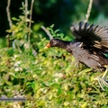 Gallinule poule d'eau-30||<img src=_data/i/upload/2020/07/08/20200708213925-05704b74-th.jpg>