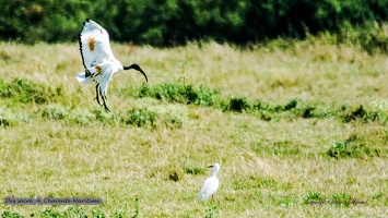 Ibis sacré -4