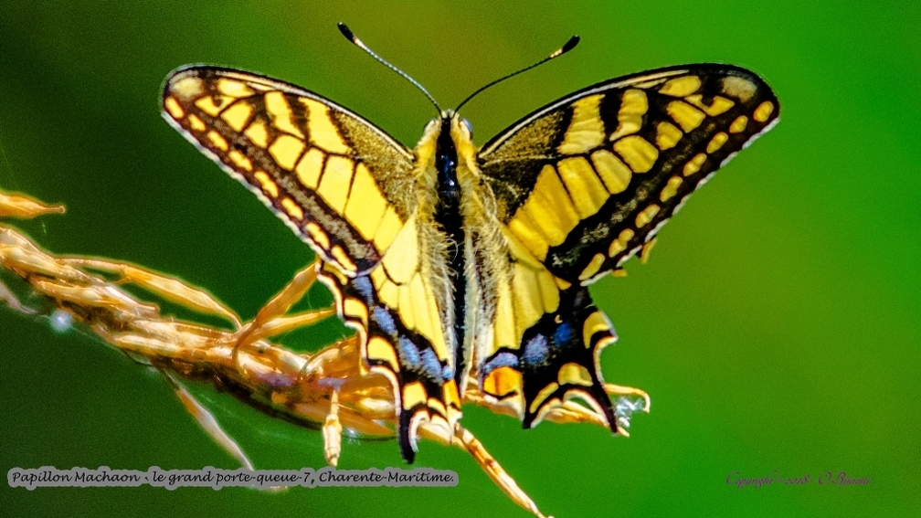 Papillon Machaon - le grand porte-queue-7.jpg