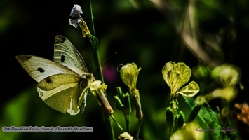Papillon Piéride du chou-4