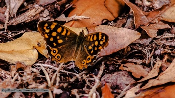 Papillon Tircis