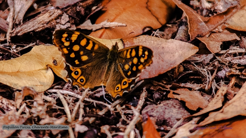 Papillon Tircis.jpg
