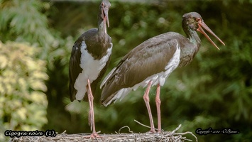 Cigogne noire  (1)