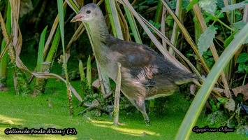 Gallinule Poule d'Eau-j (2)