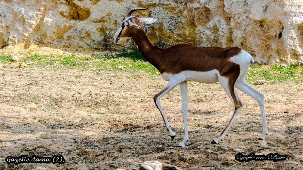 Gazelle dama (2).jpg