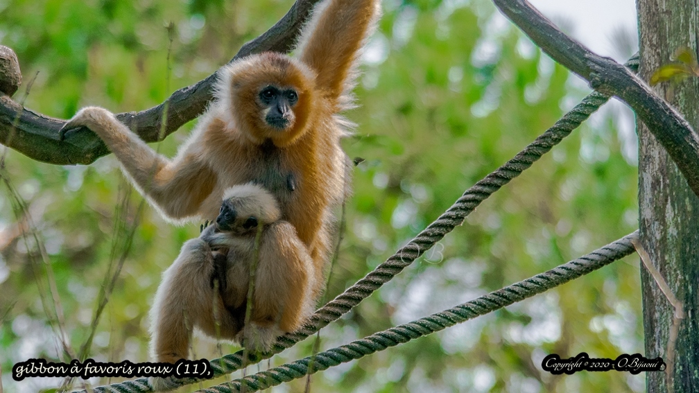 gibbon à favoris roux (11).jpg