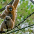 gibbon à favoris roux (11)||<img src=_data/i/upload/2020/09/25/20200925225632-40f496c8-th.jpg>