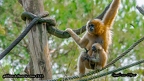 gibbon à favoris roux (12)