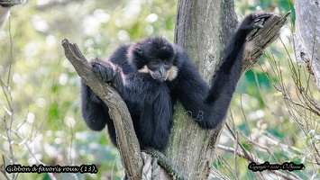 Gibbon à favoris roux (13)