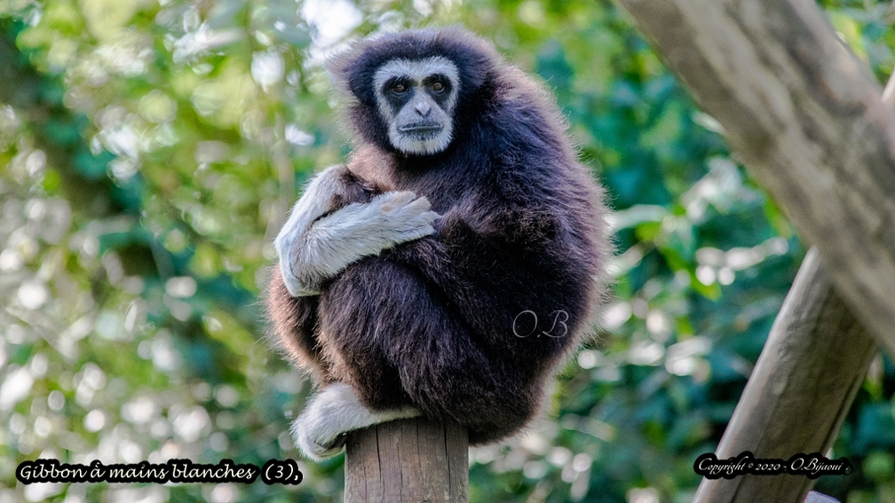 Gibbon à mains blanches  (3).jpg