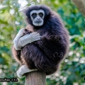 Gibbon à mains blanches  (3)||<img src=_data/i/upload/2020/09/25/20200925225649-0f67d13f-th.jpg>