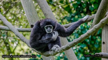 Gibbon à mains blanches  (5)