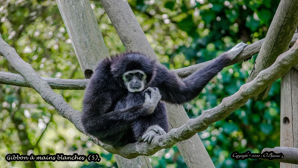 Gibbon à mains blanches  (5).jpg