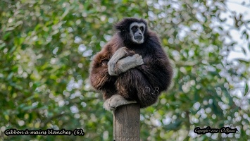 Gibbon à mains blanches  (6)