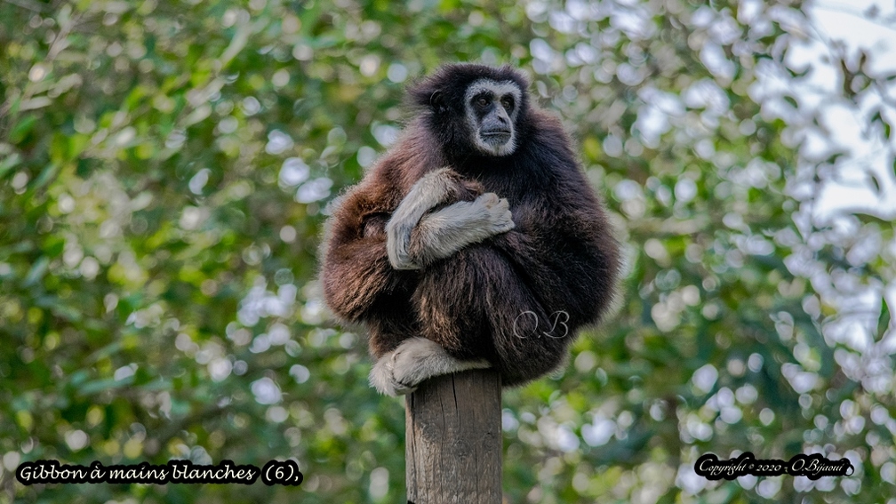 Gibbon à mains blanches  (6).jpg