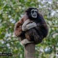 Gibbon à mains blanches  (6)||<img src=_data/i/upload/2020/09/25/20200925225701-81d0de48-th.jpg>