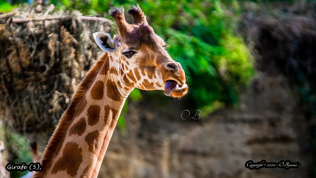 Girafe (5).jpg