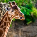 Girafe (5)||<img src=_data/i/upload/2020/09/25/20200925225826-e4ec6a82-th.jpg>