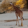 Girafe (7)||<img src=_data/i/upload/2020/09/25/20200925225836-1b5d061d-th.jpg>