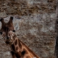 Girafe (8)||<img src=_data/i/upload/2020/09/25/20200925225846-2c9c7f98-th.jpg>