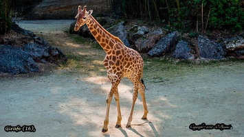 Girafe (16)