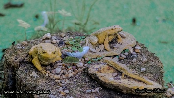 Grenouille- Triton palmé