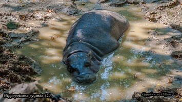 Hippopotame pygmée (2)