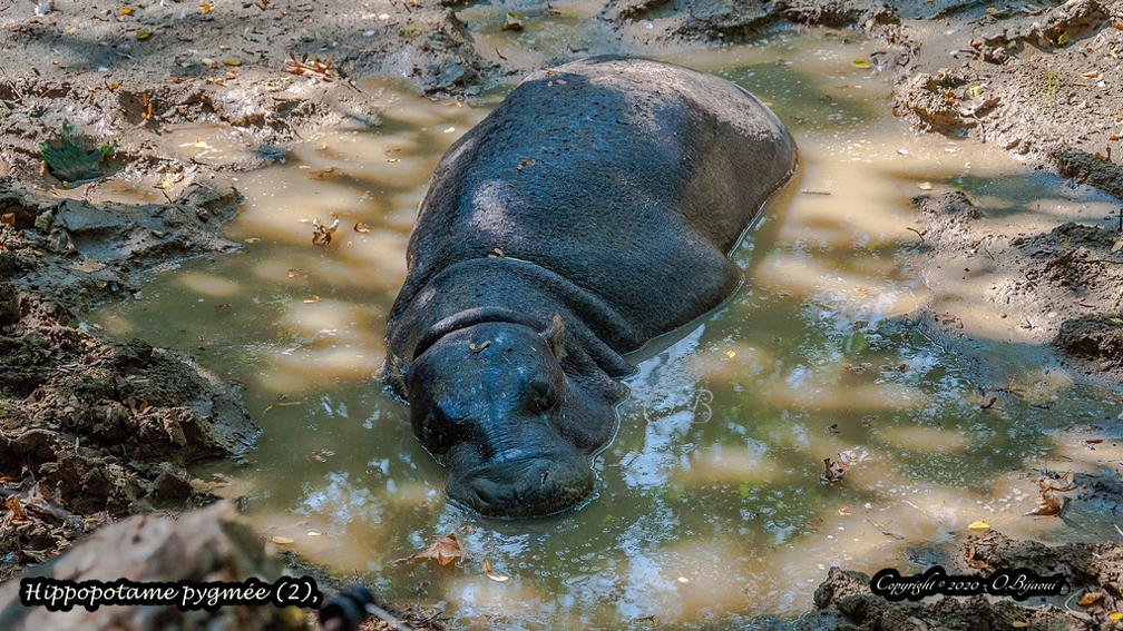 Hippopotame pygmée (2).jpg