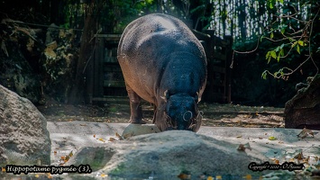 Hippopotame pygmée (3)