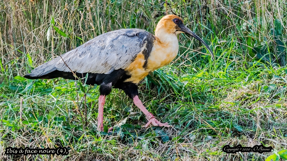 Ibis à face noire (4).jpg